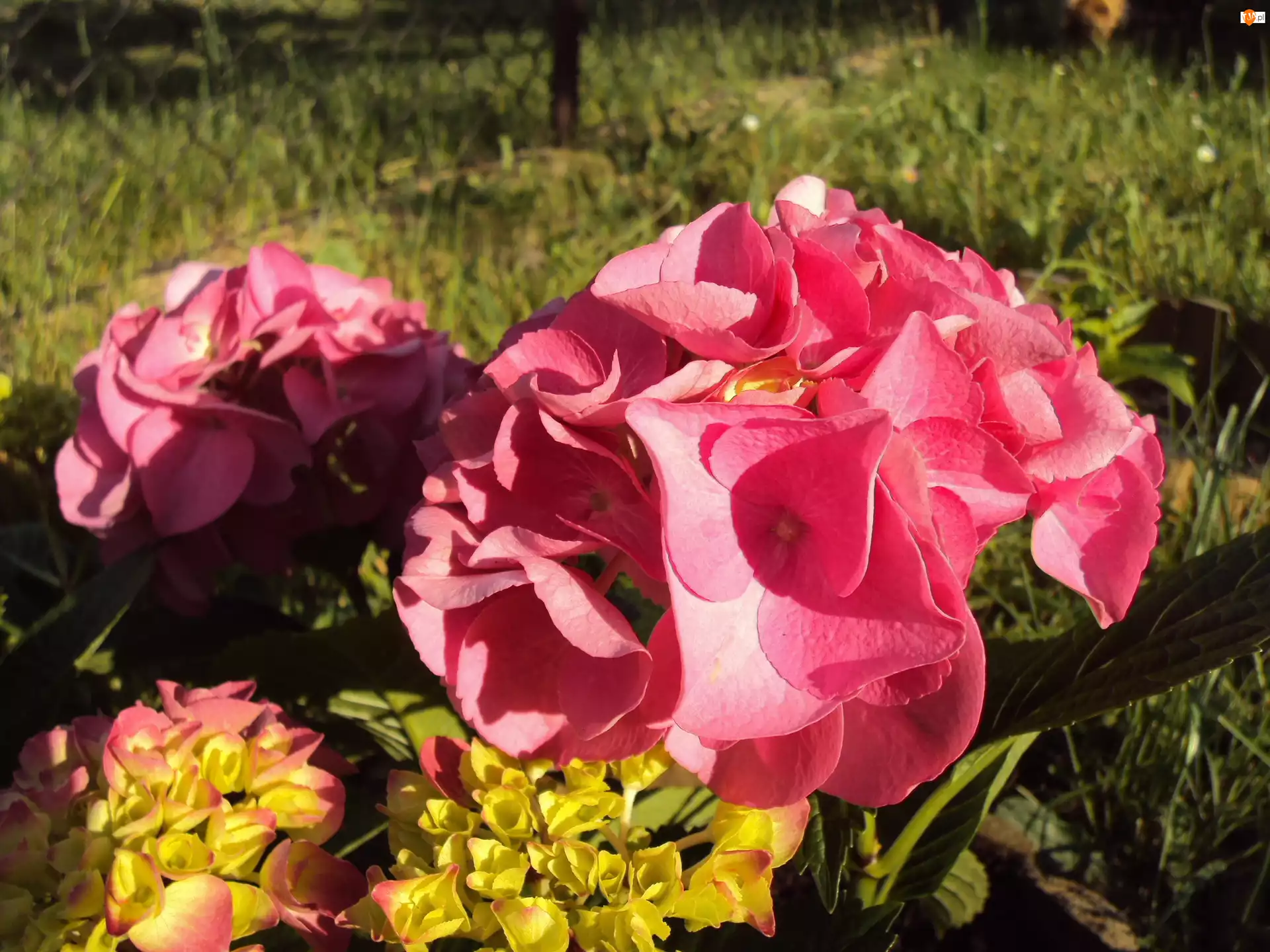 Różowe, Hortensja Ogrodowa, Kwiaty