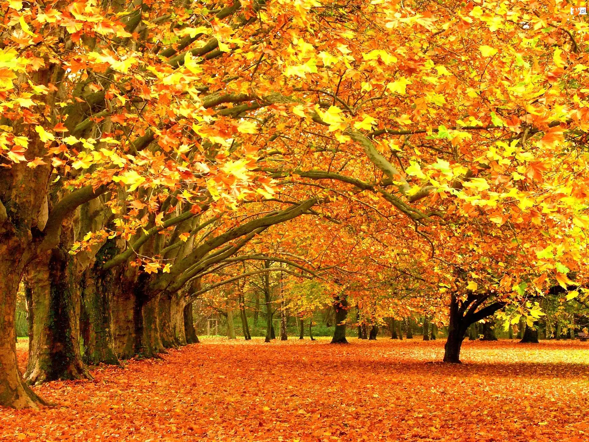 Piękna, Liście, Jesień, Drzewa