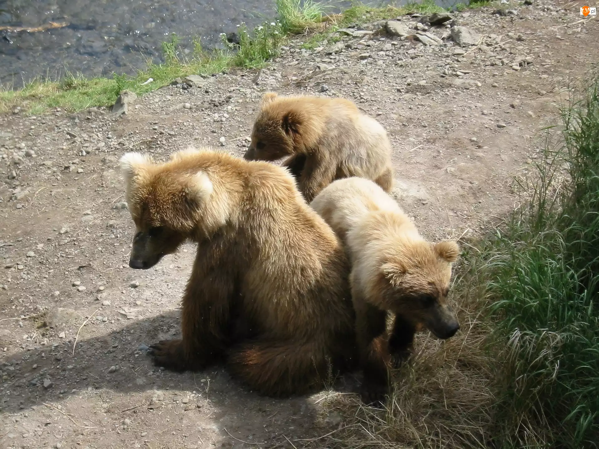 Brnatne, Trzy, Niedźwiadki