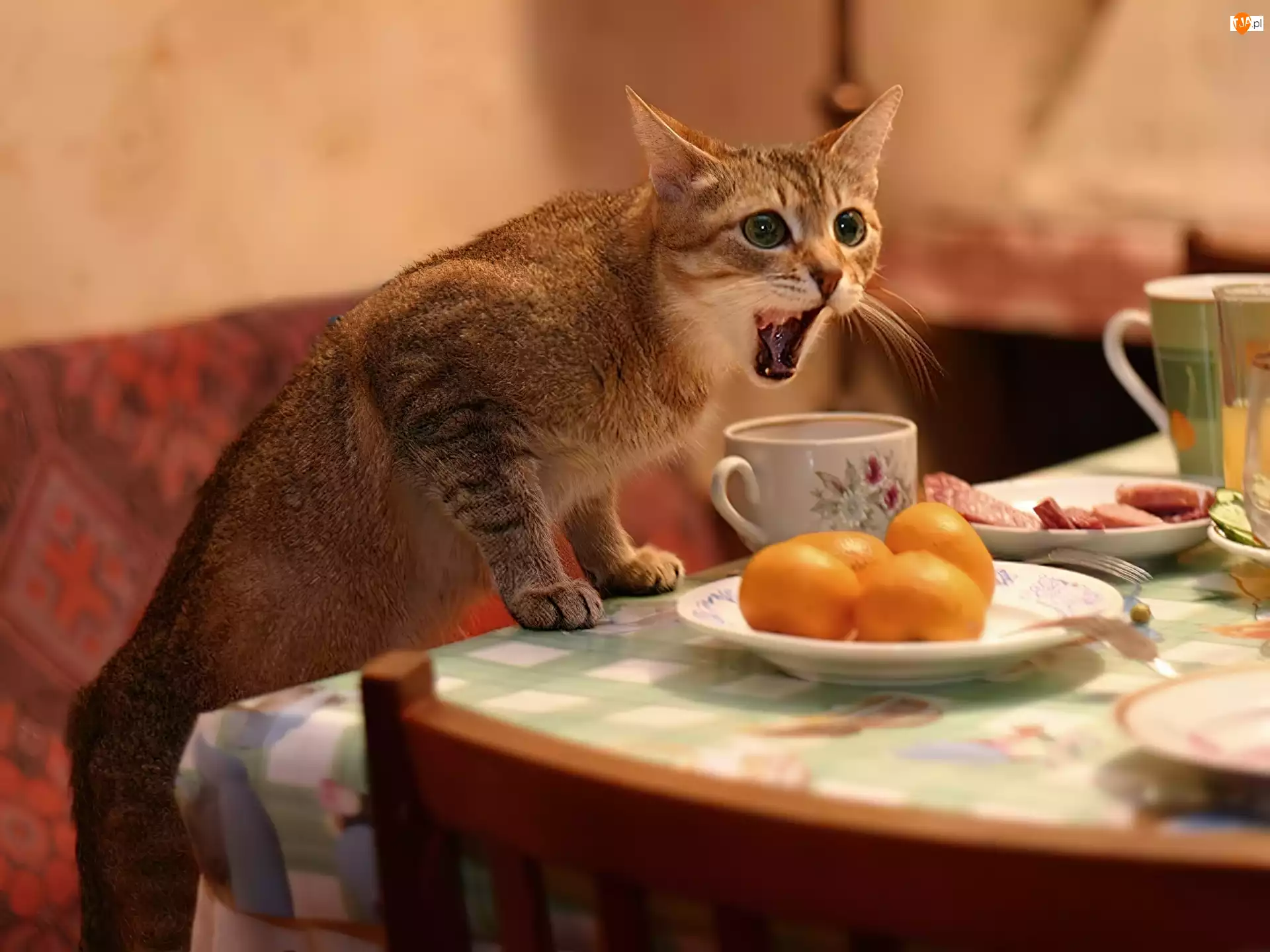 Kot, Pomarańcze, Stół, Kubki