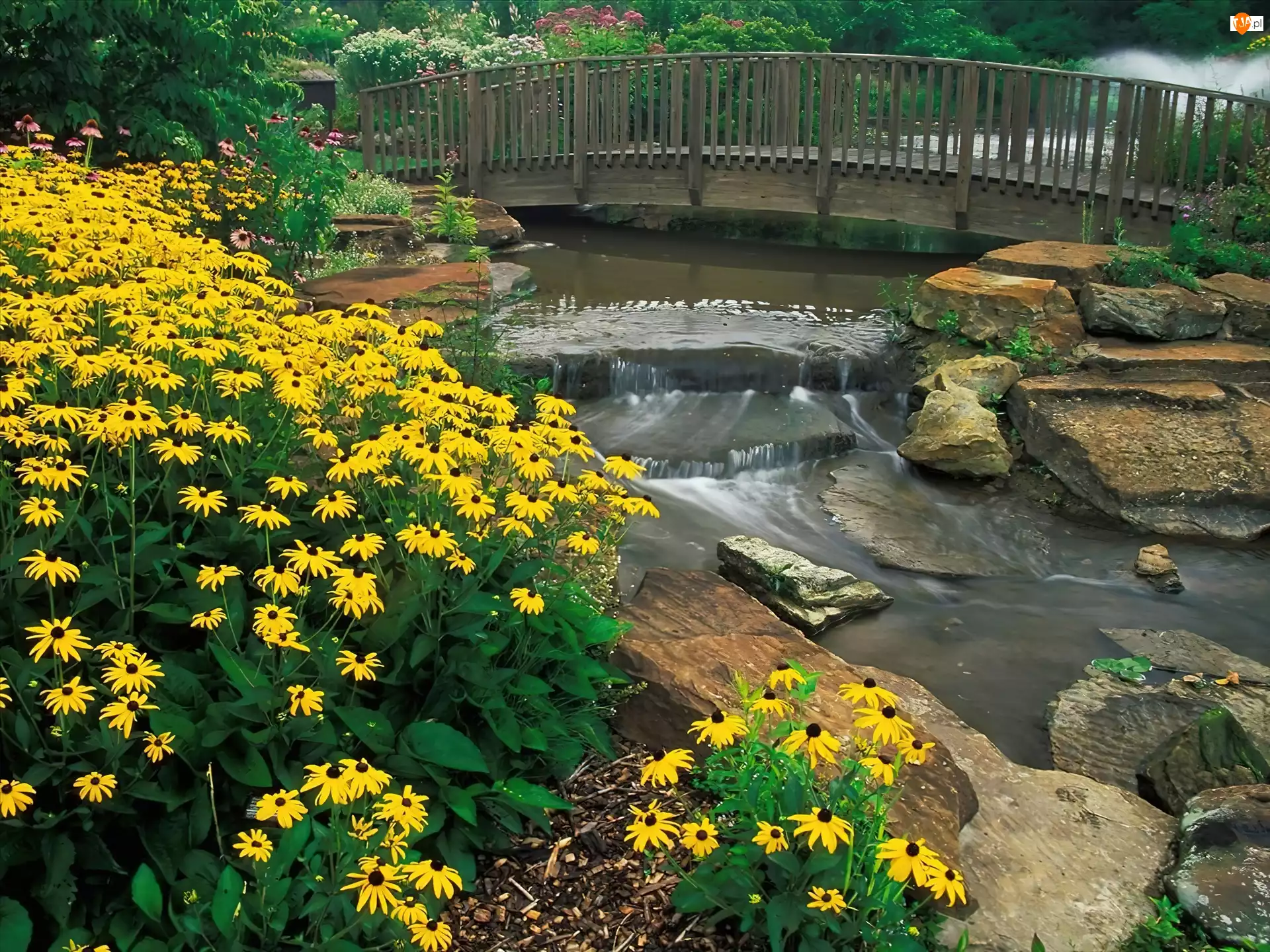 Kirtland, Arboretum, Ohio, Kwiaty, Holden