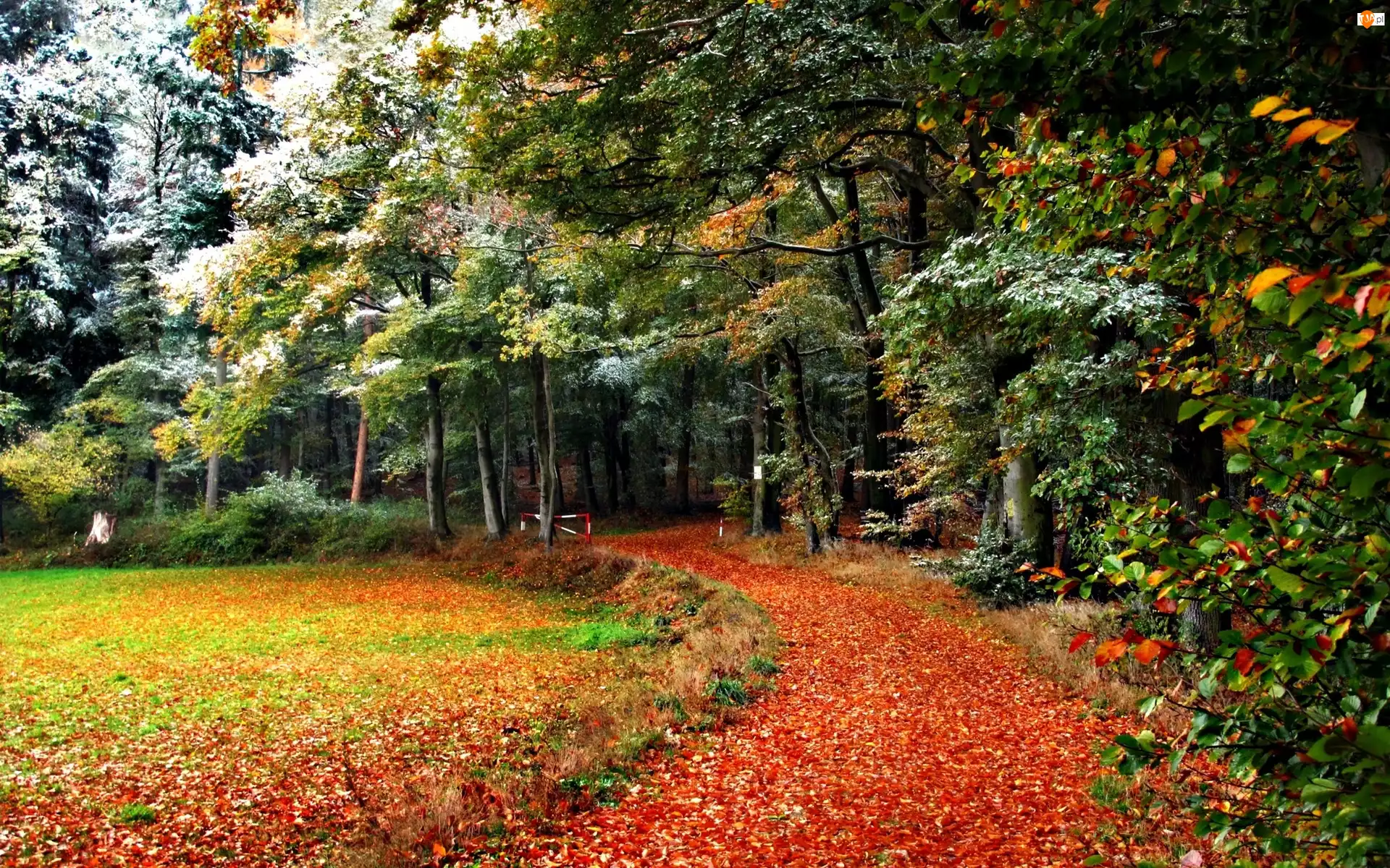Ścieżka, Jesień, Drzewa, Park