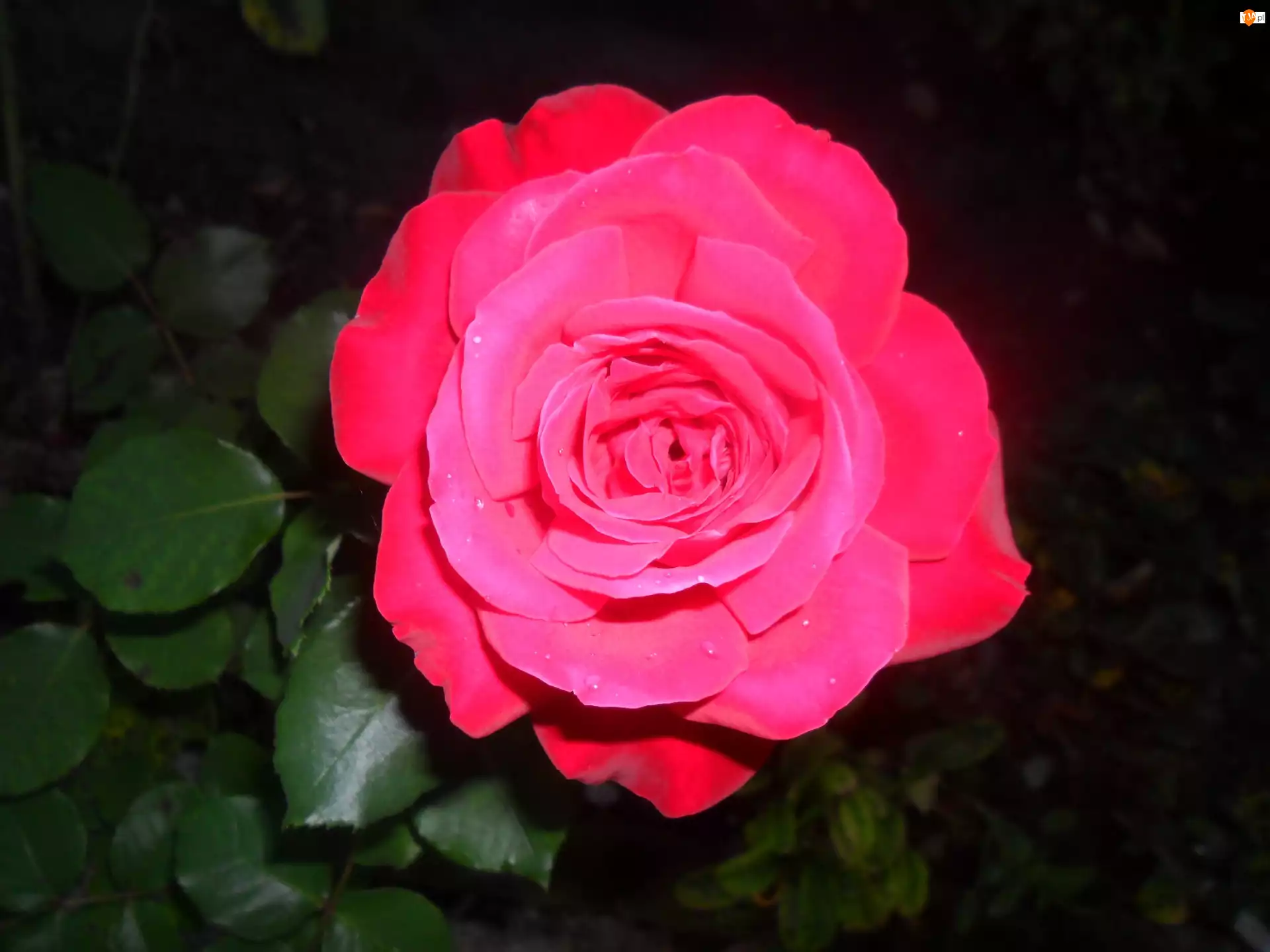 Piękna, Róża