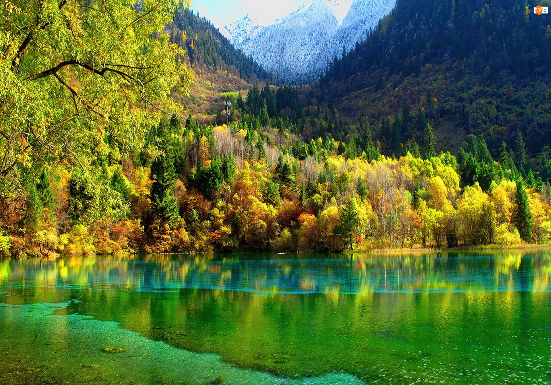 Jezioro, Góry, Drzewa
