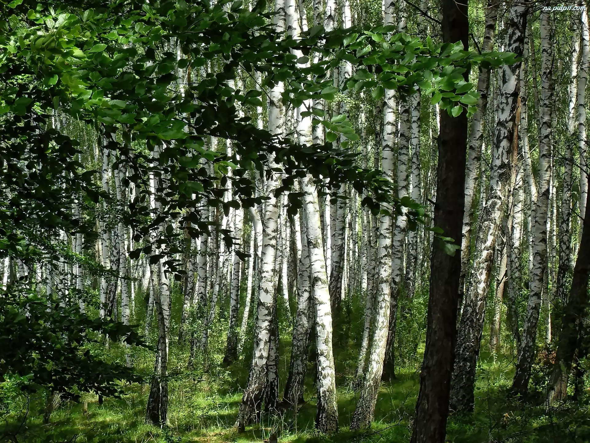 Las, Brzozy, Kaszuby, Olcha, Borsk, Drzewa