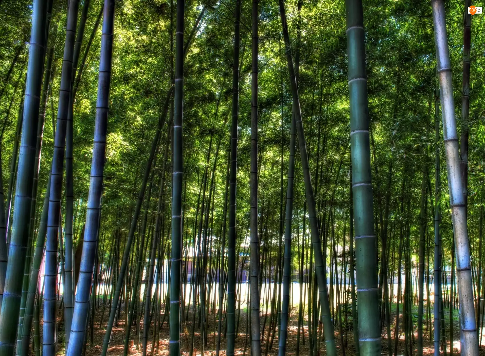 Bambusowy, Las