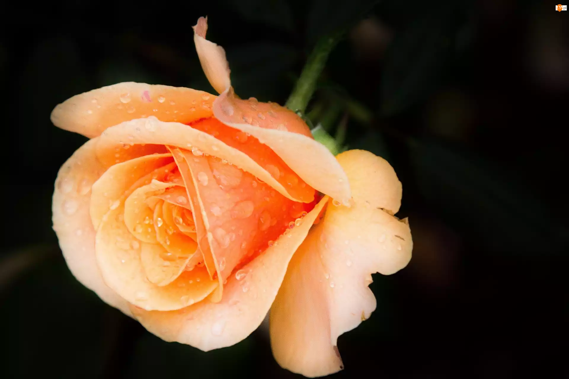Rosa, Pomarańczowa, Róża