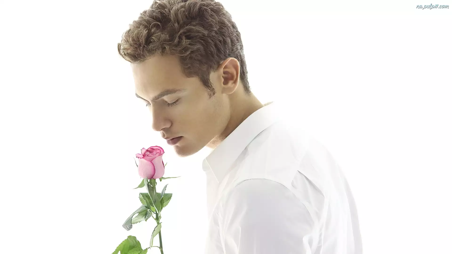 Mężczyzna, Róża, Biała, Koszula
