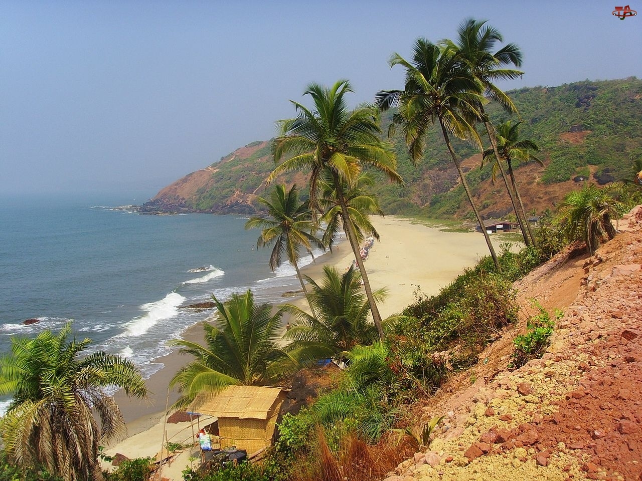 Indie, Plaża, Palmy, Goa