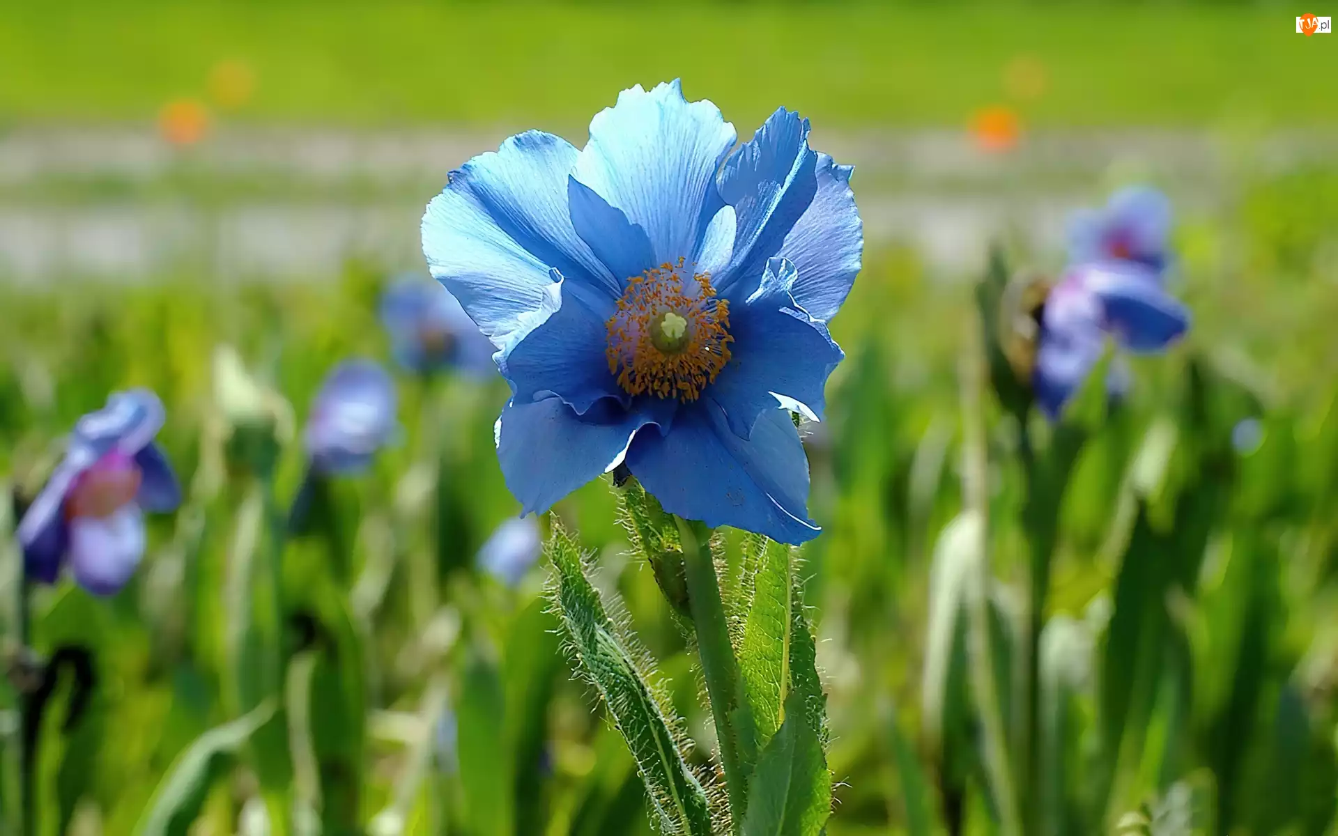 Maku, Niebieski, Kwiat