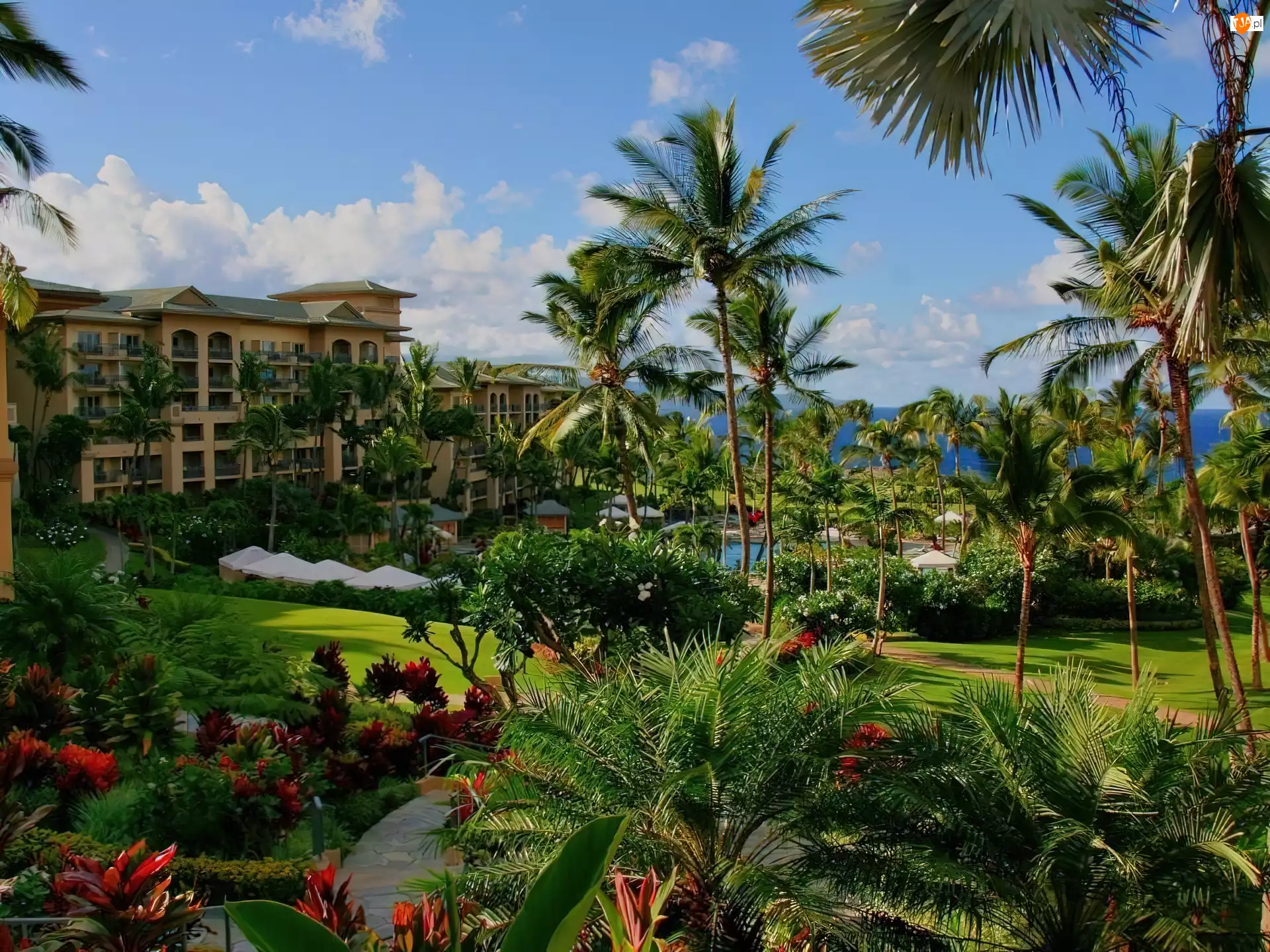 Park, Hotel, Palmy, Hawaje, Kwiaty, Morze