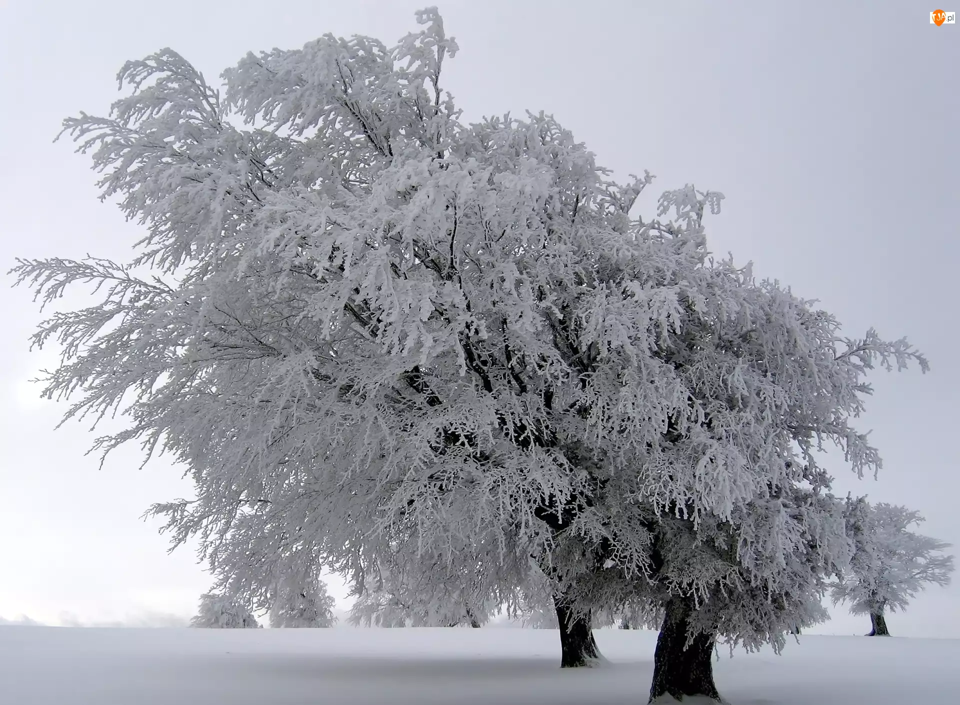 Śnieg, Ośnieżone, Drzewa