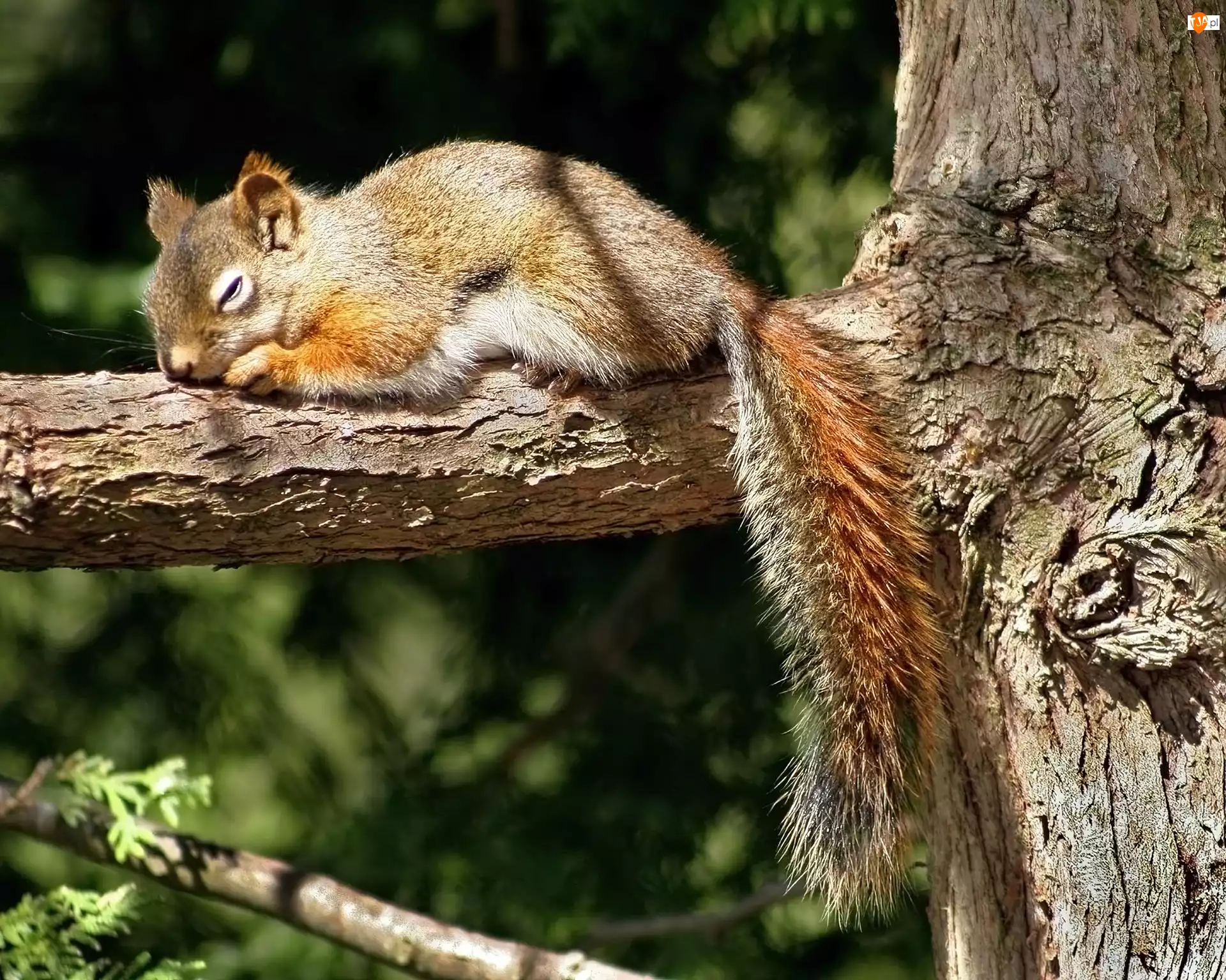 Wiewióreczka, Drzewo, Śpiąca