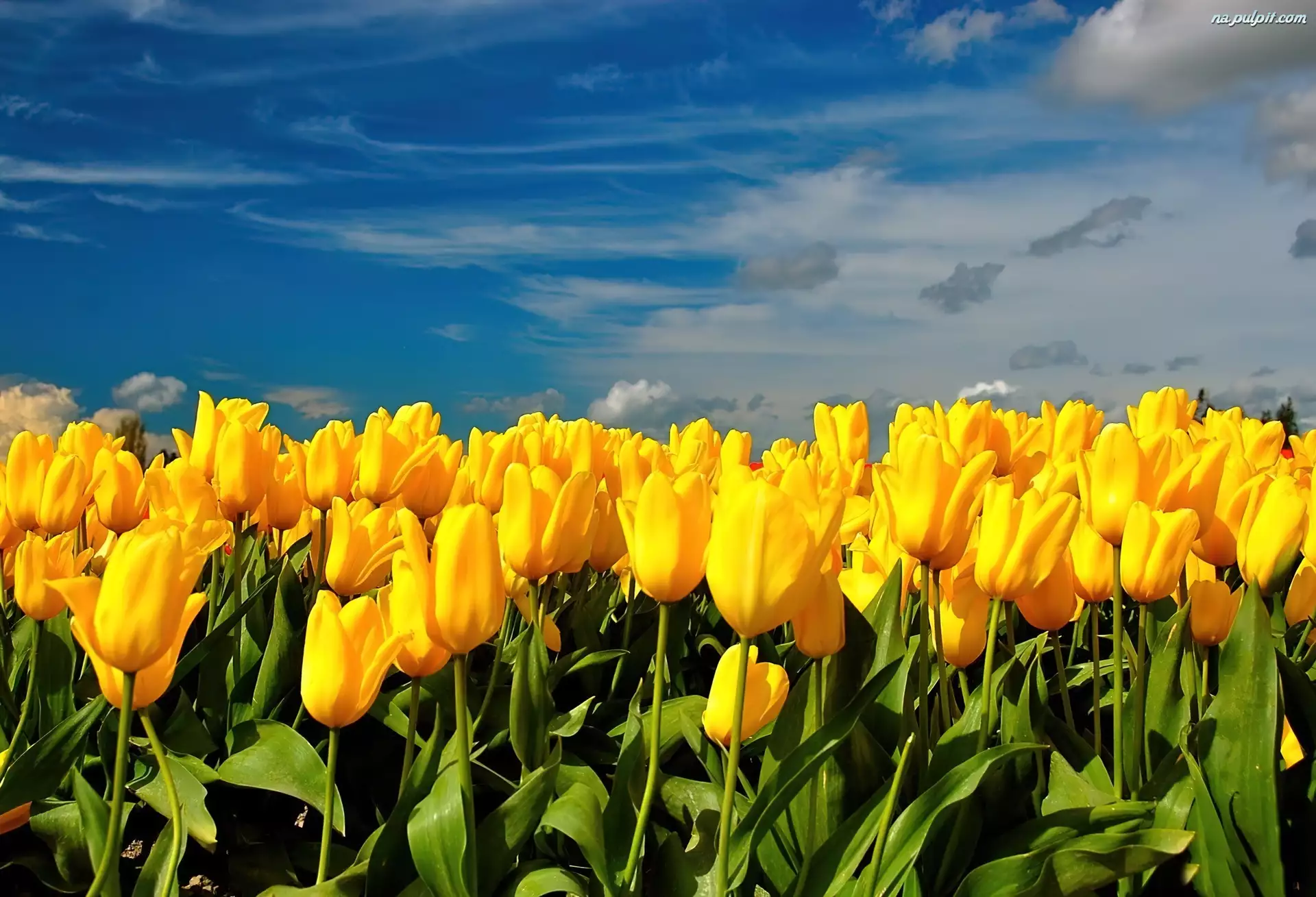Pole, Niebo, Żółtych, Tulipanów