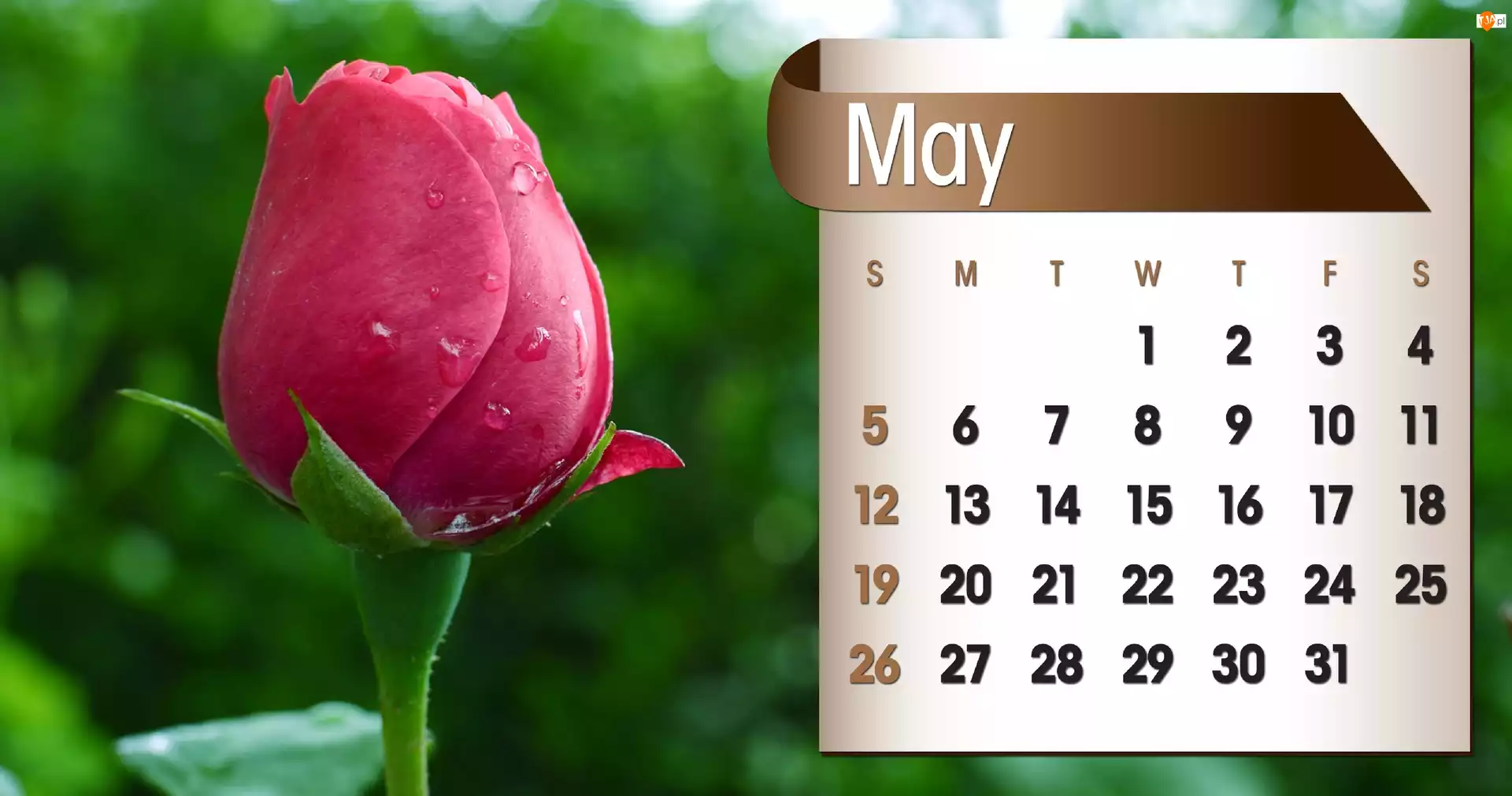 Kalendarz, 2013r, Róża, Maj