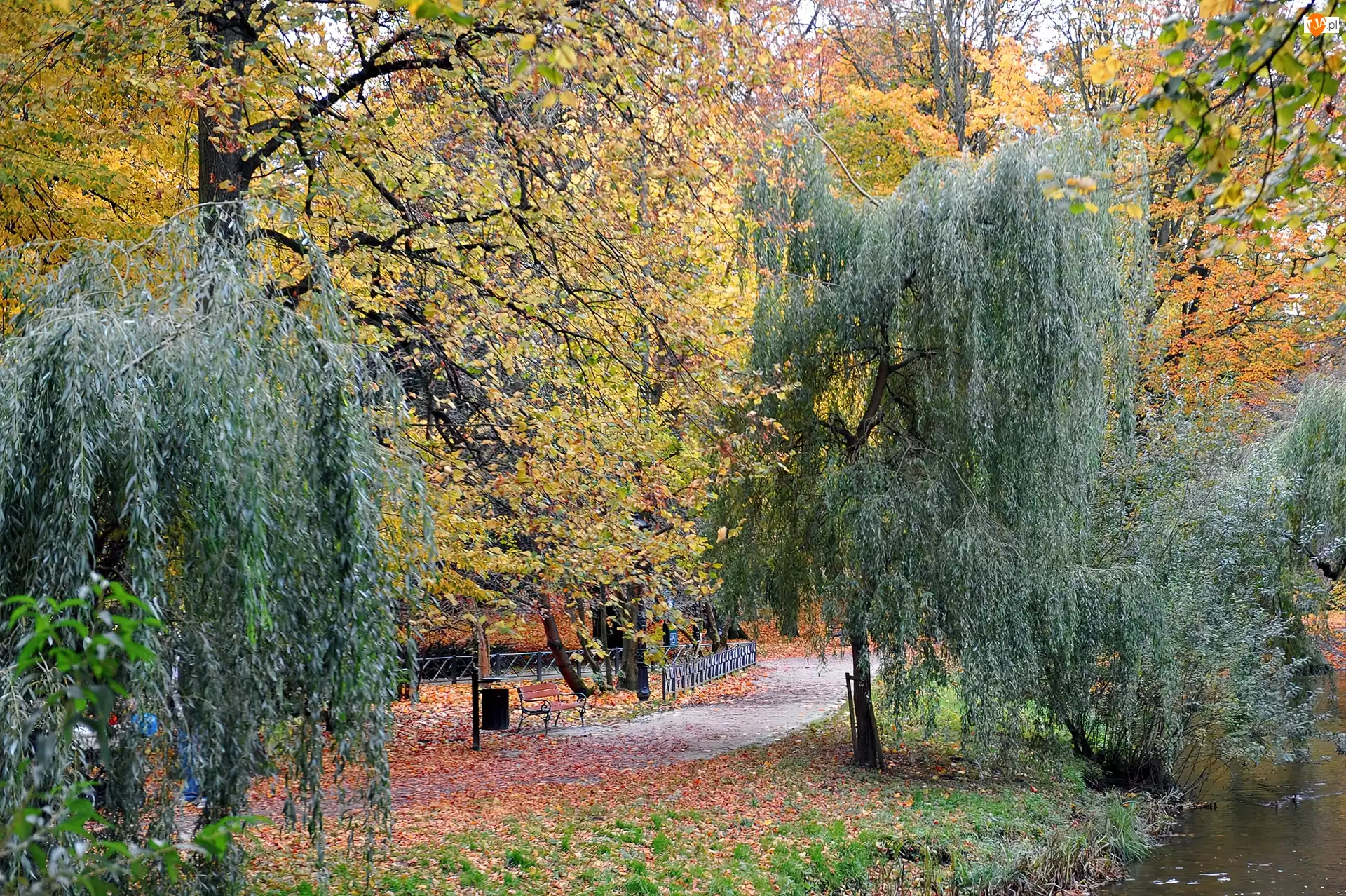 Drzewa, Park, Jesienią
