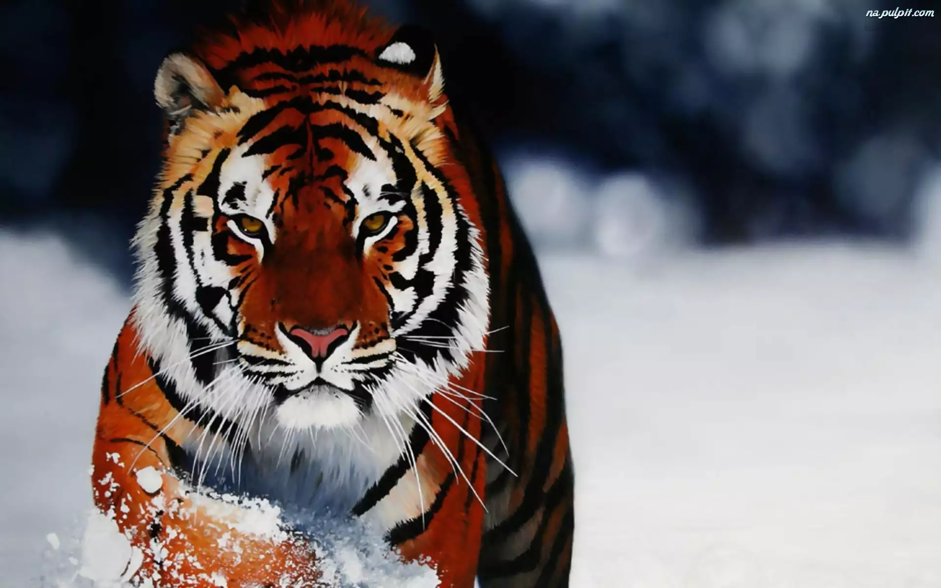 Śnieg, Tygrys, Zima
