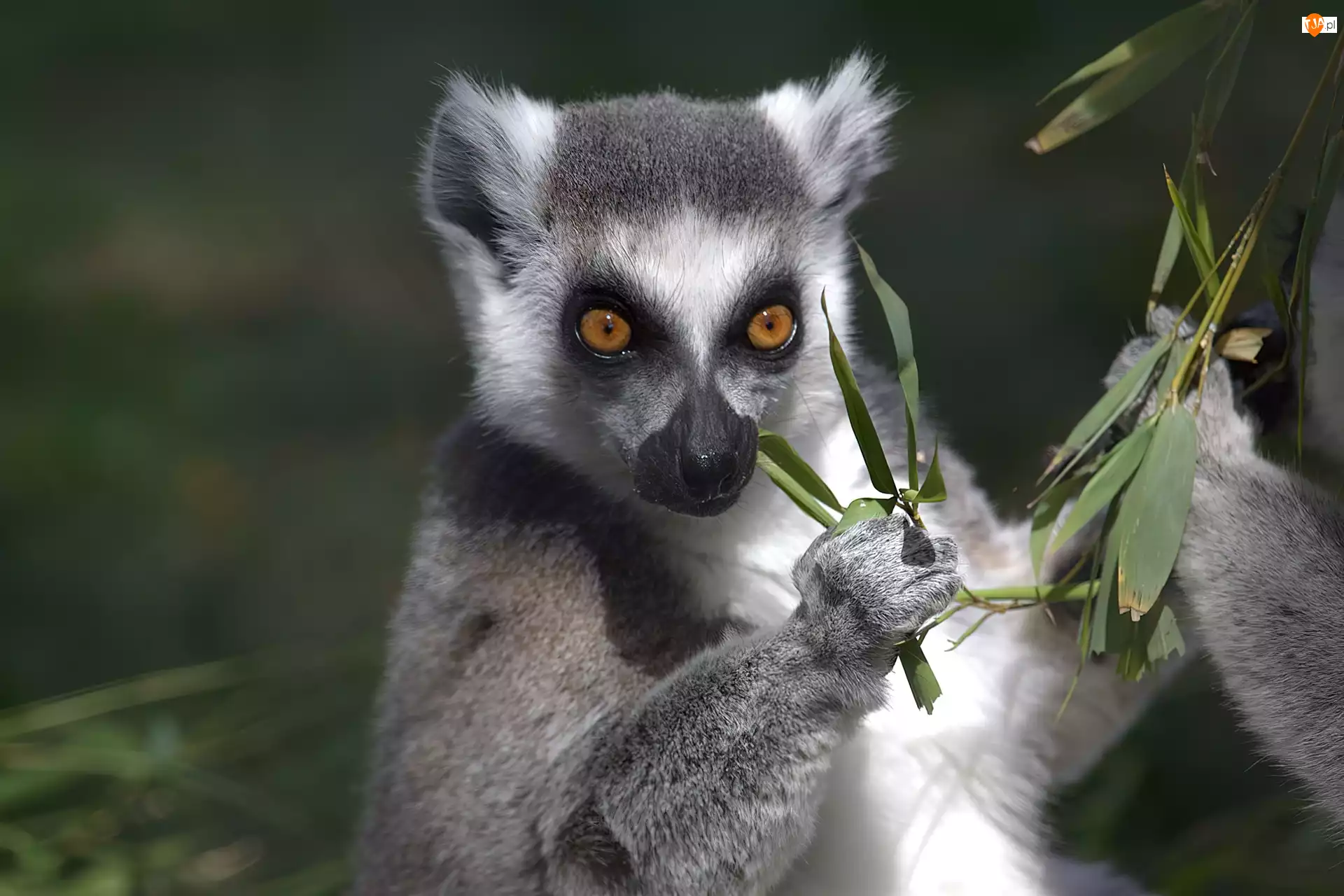 Lemur, Liśtki