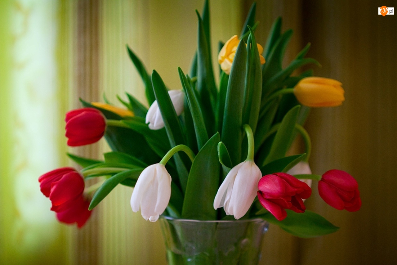 Wazon, Kolorowe, Tulipany