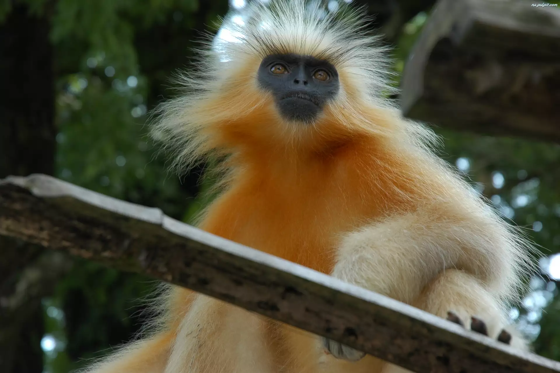 deska, ma06pa, z06oty langur