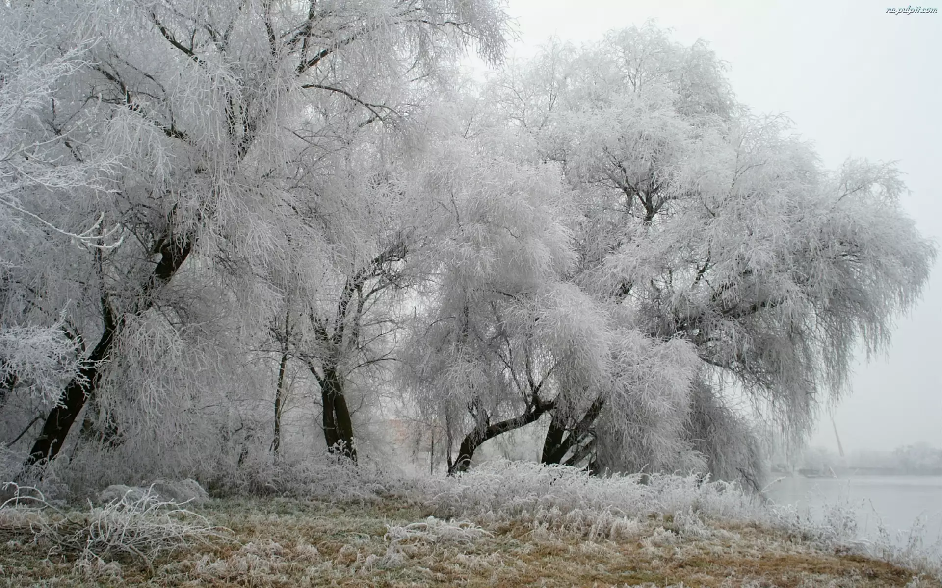 Szadź, Drzewa, Zima