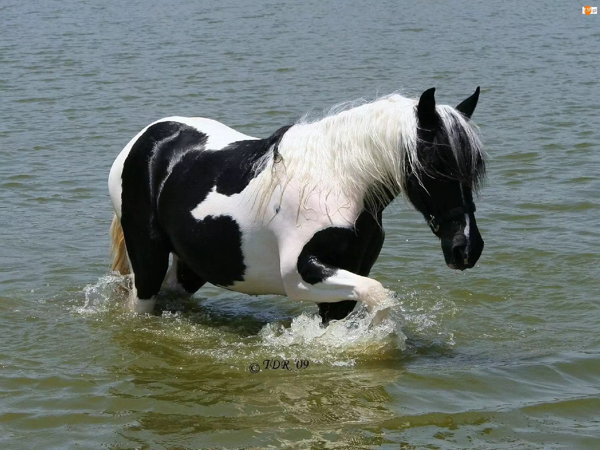 Woda, Łaciaty, Koń