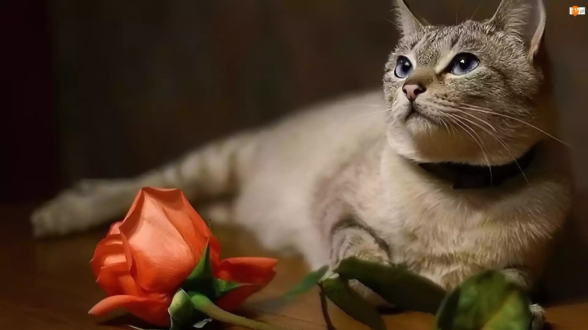 Róża, Kot, Kwiat