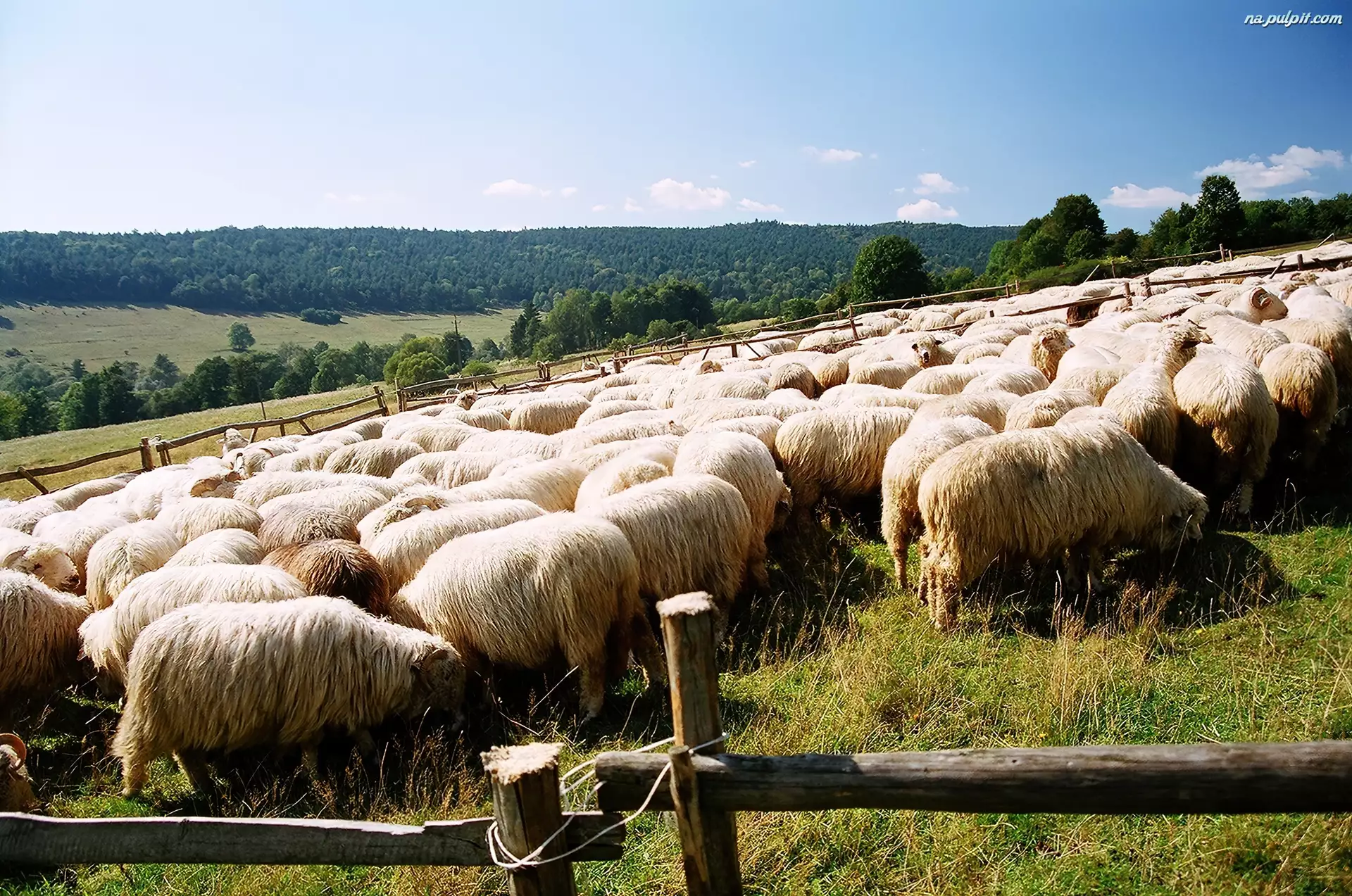 Owce, Pasące się