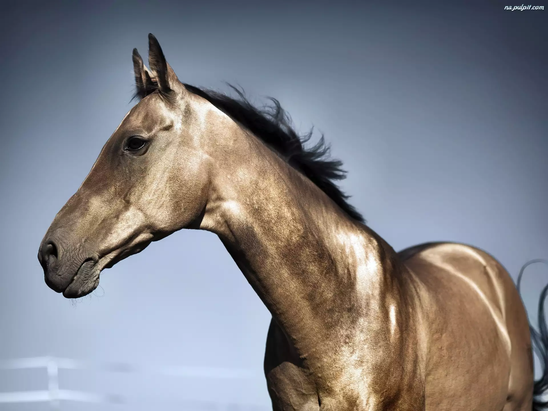 Koń, Piękny