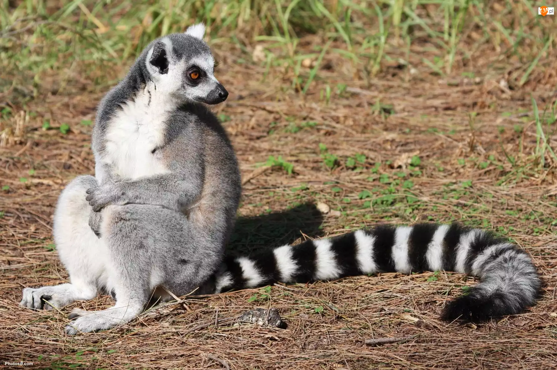 Ogon, Lemur, Piękny