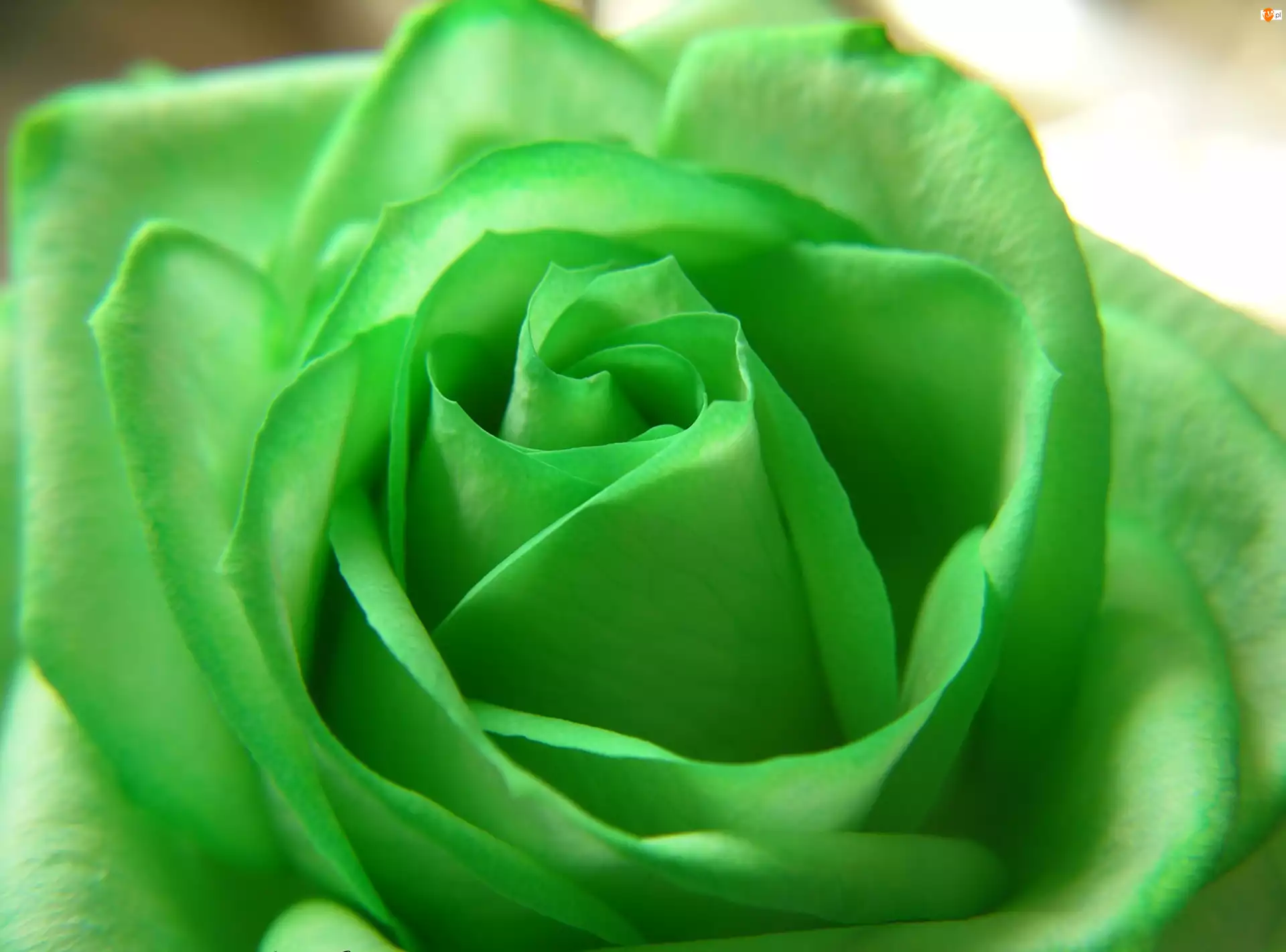 Róża, Zielona