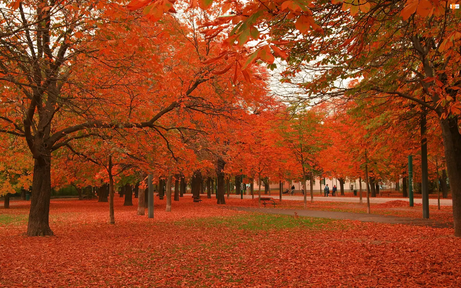 Drzewa, Park, Jesień, Ławka