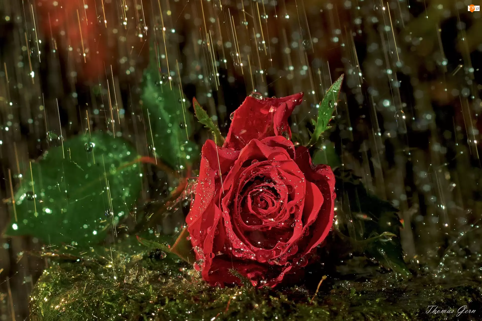 Deszczu, Czerwona, Róża, Krople