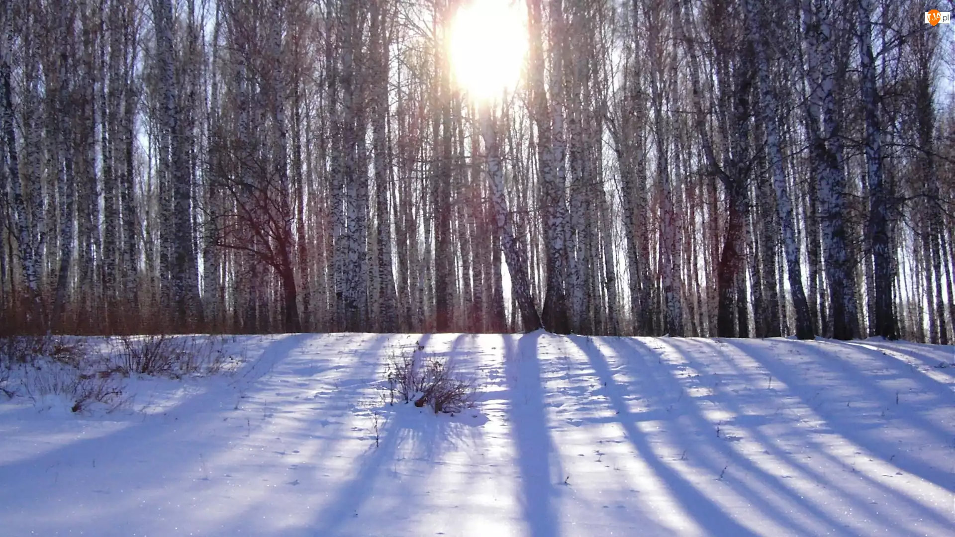 Śnieg, Las, Promienie Słońca
