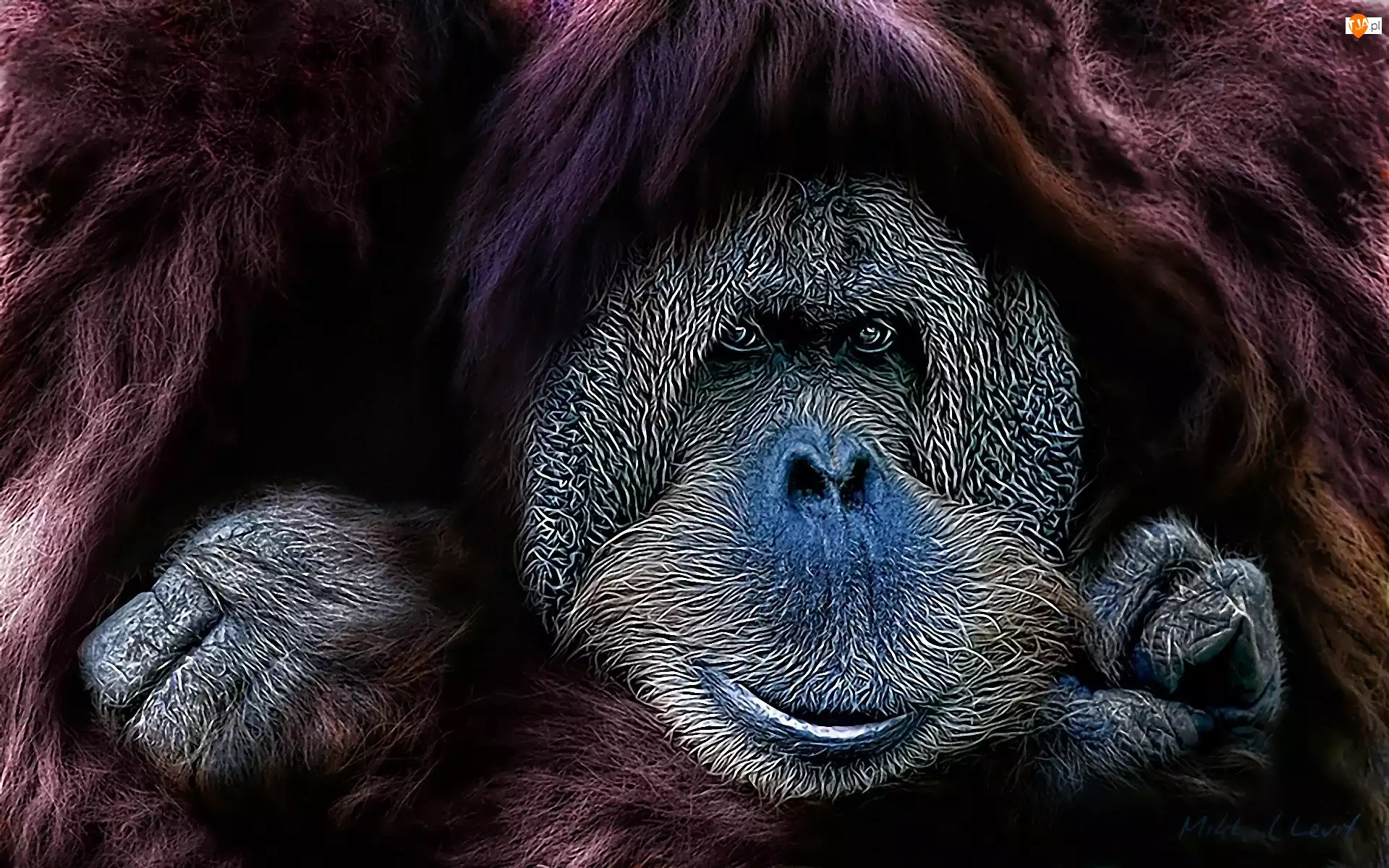 Orangutan sumatrzański, Małpa