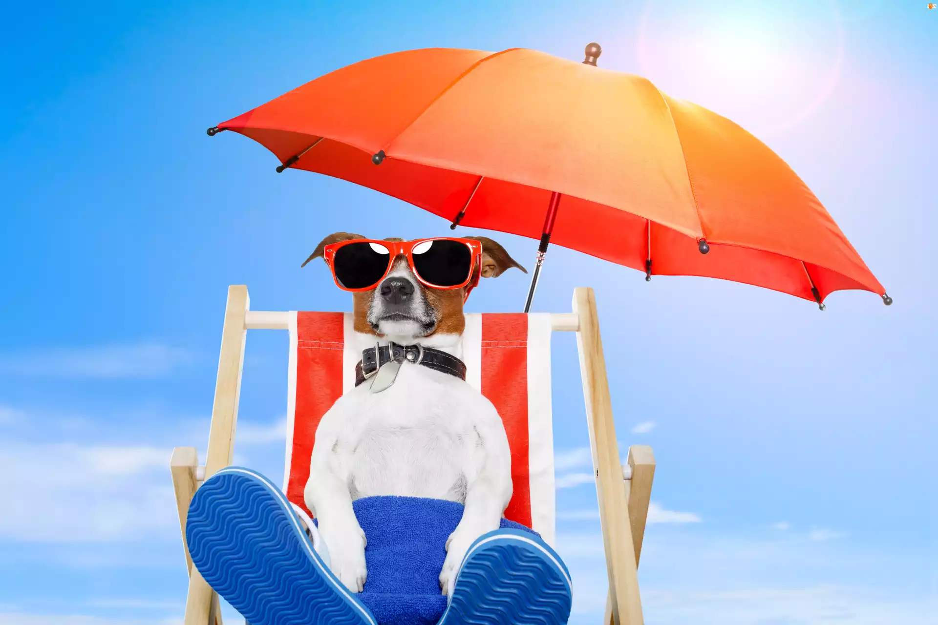 Pies, Parasol, Plaża, Leżak