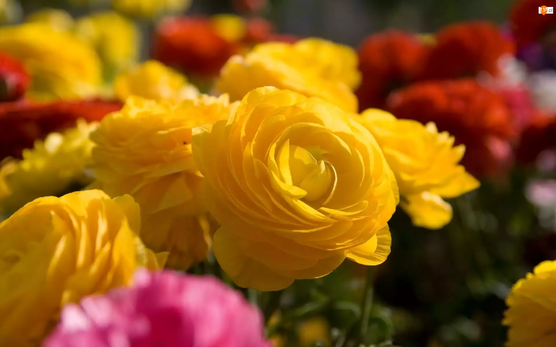 Róże, Kwiaty, Żółte