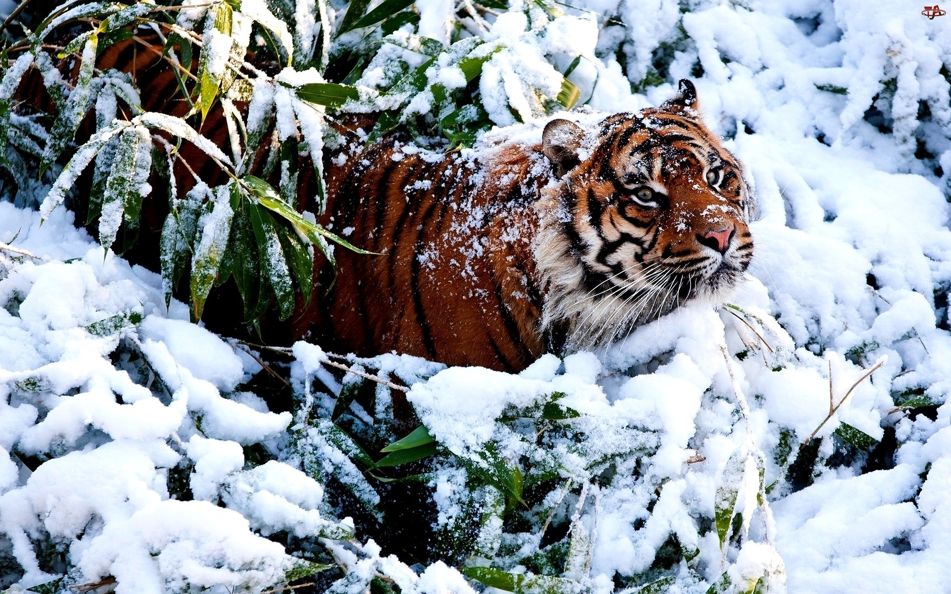 Zarośla, Tygrys, Śnieg