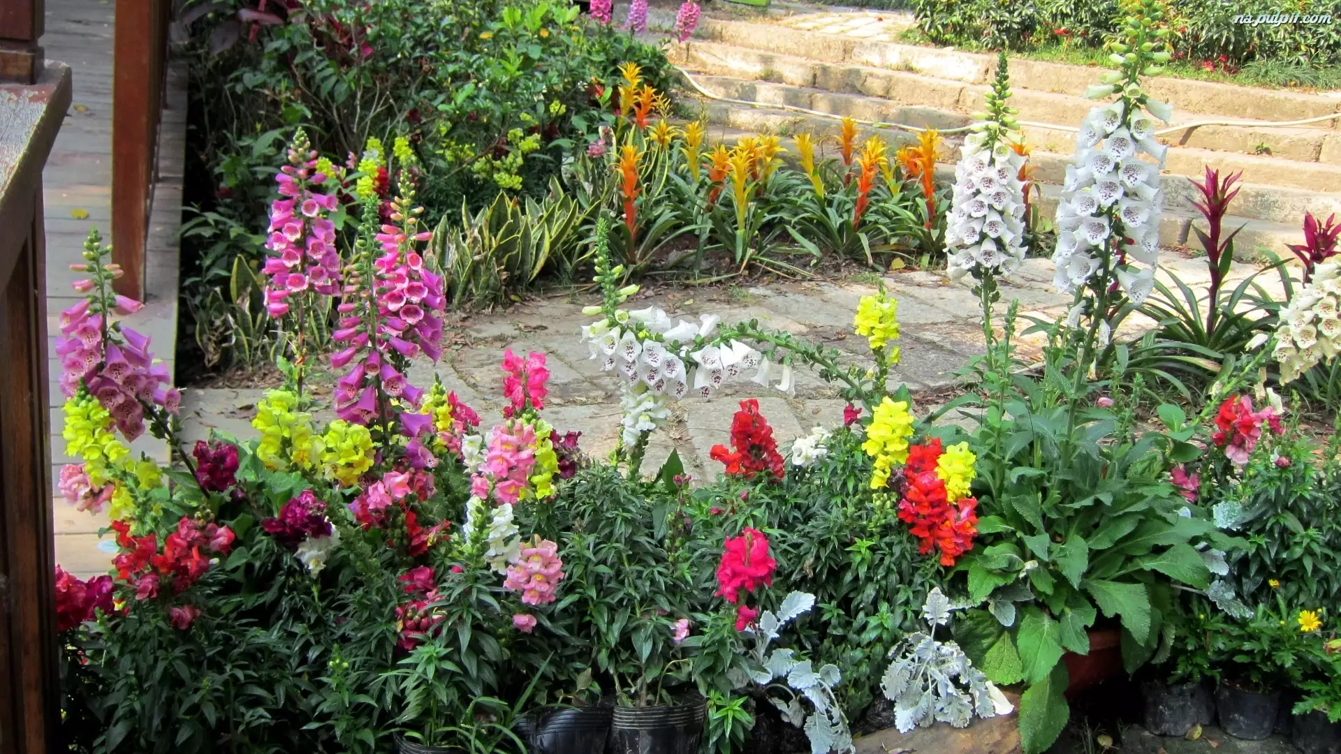 Kwiaty, Piękny, Ogród