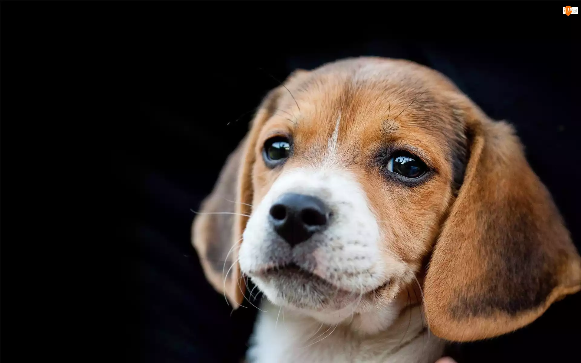 Portret, Beagle