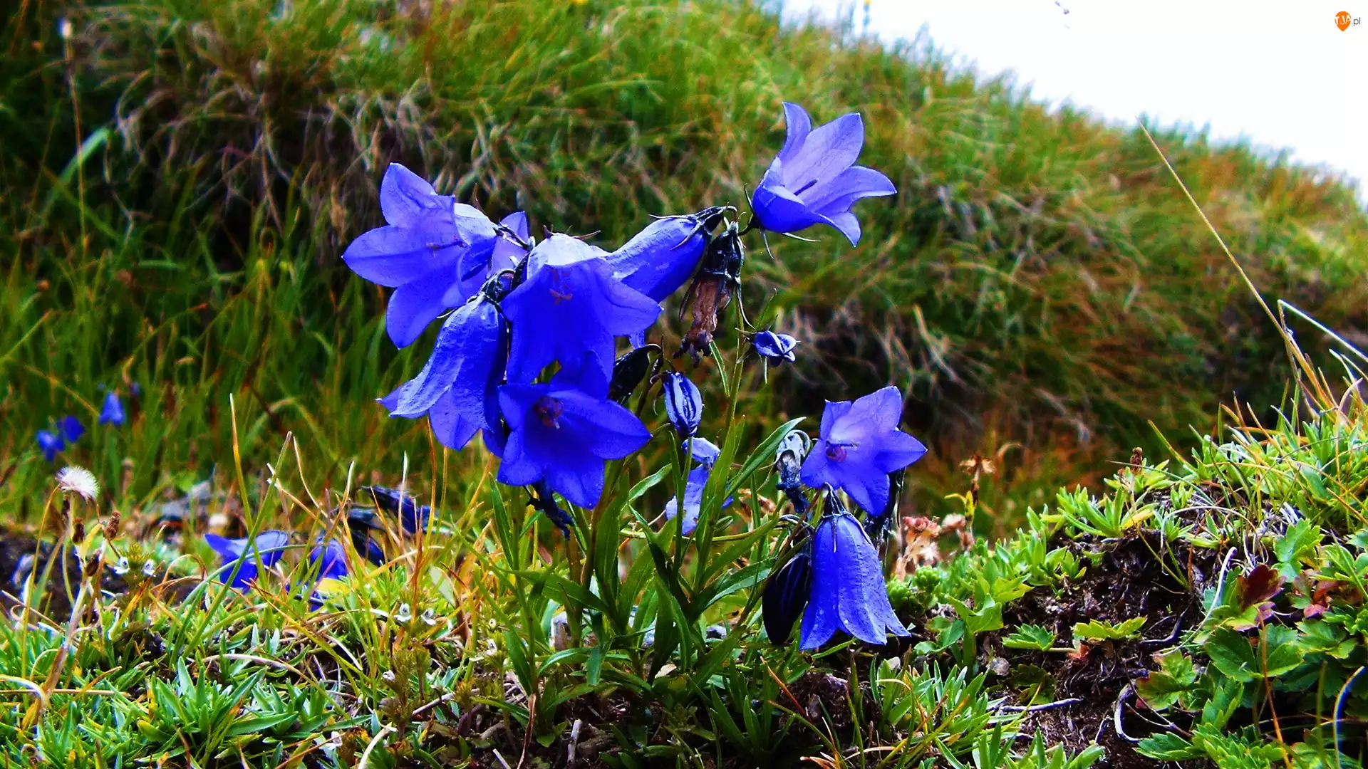 Trawa, Niebieskie, Kwiatki