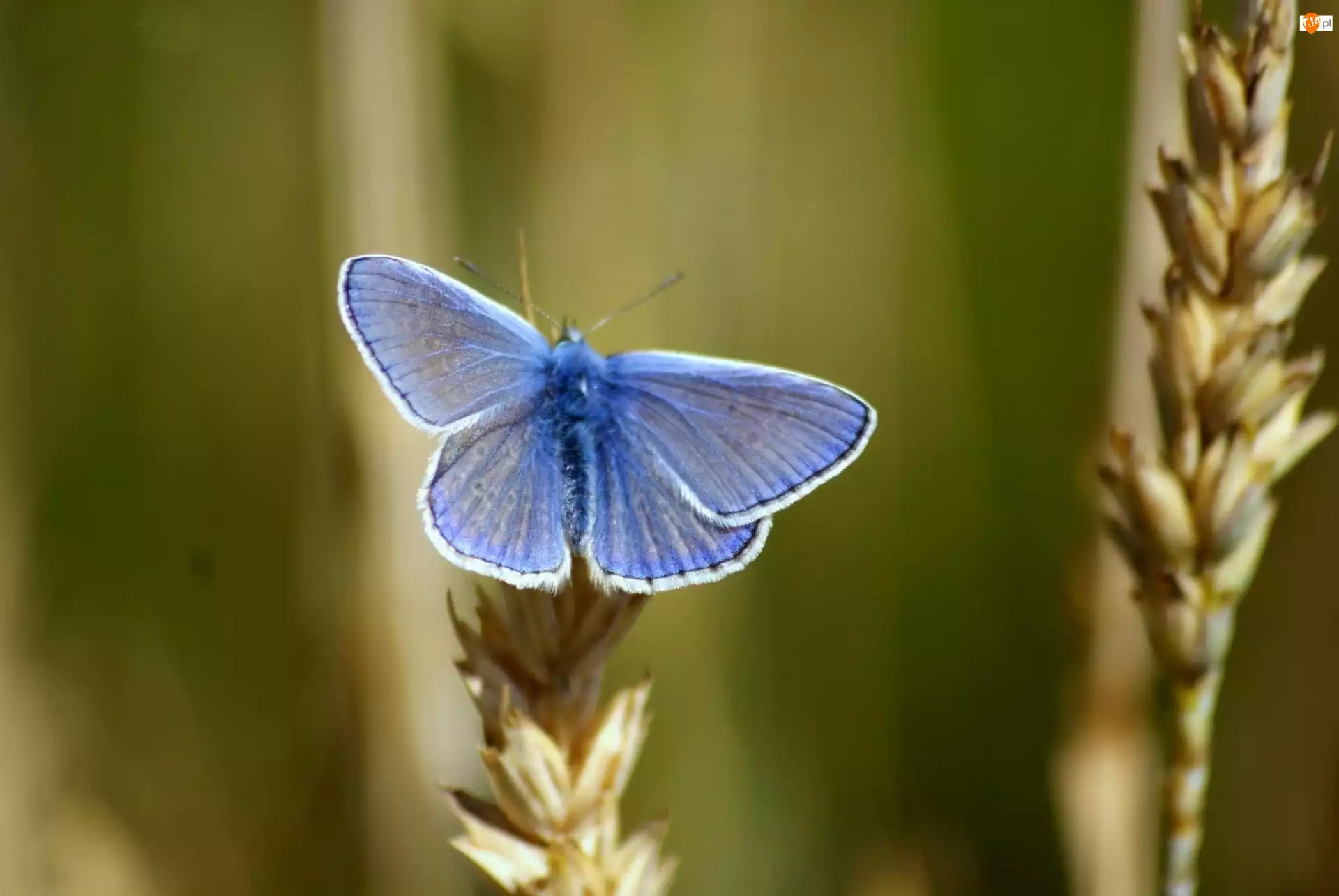 Modraszek, Niebieski, Motyl
