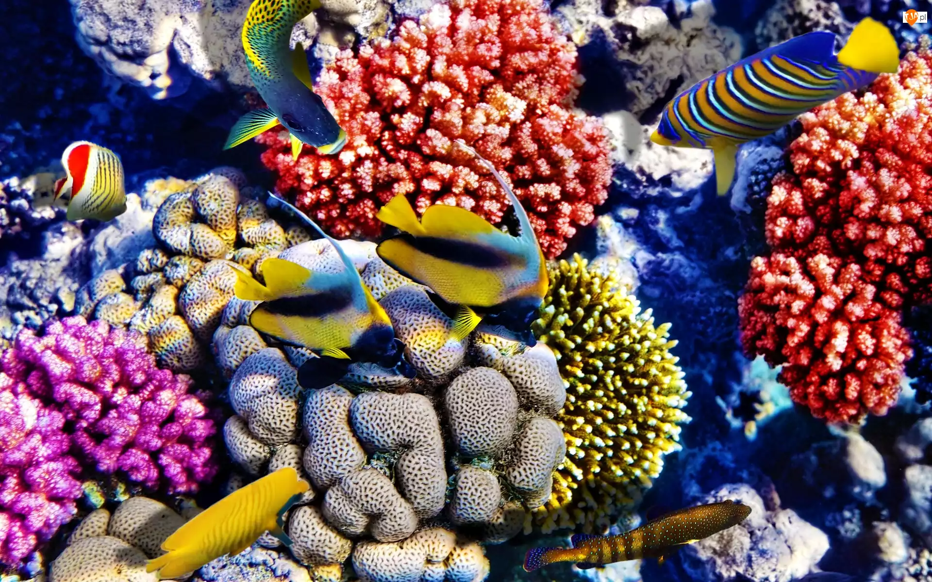 Koralowce, Ryby