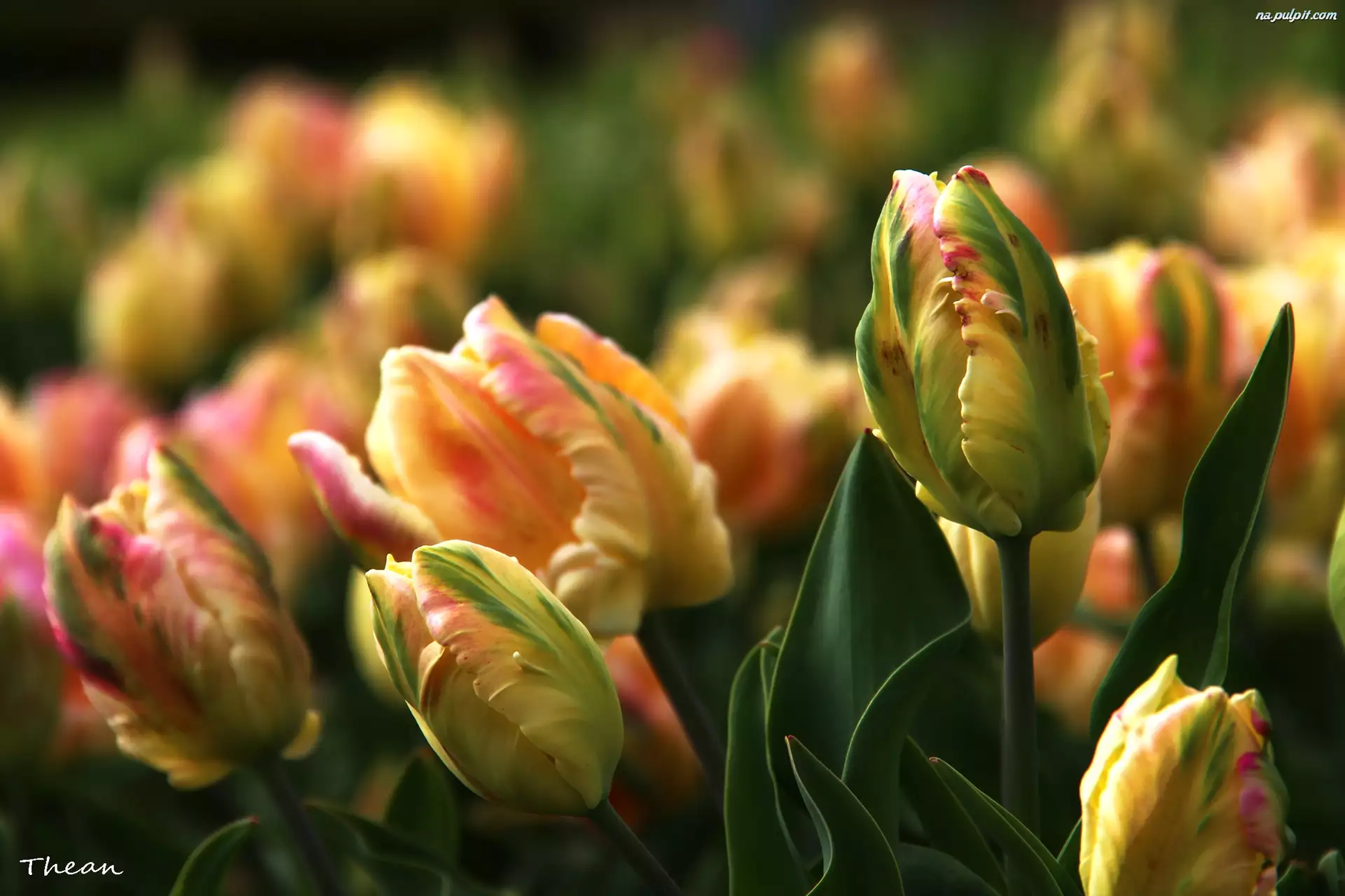 Tulipany, Zółte, Różowe