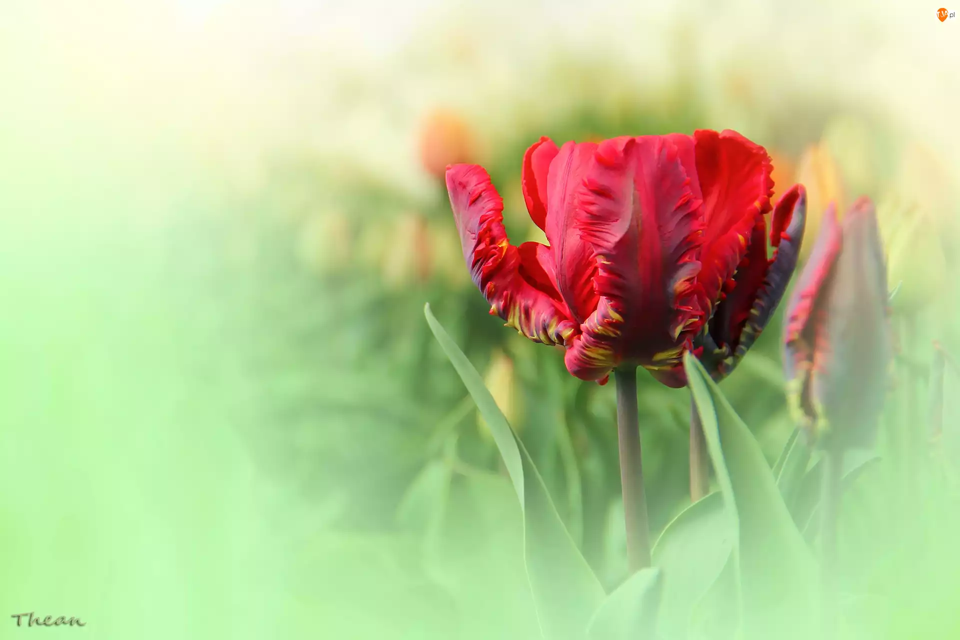 Tulipan, Czerwony, Postrzępiony