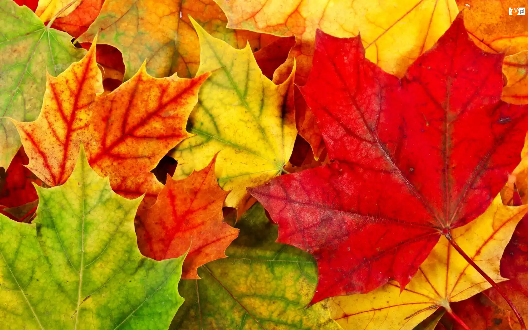 Jesieni, Kolorowe, Liście