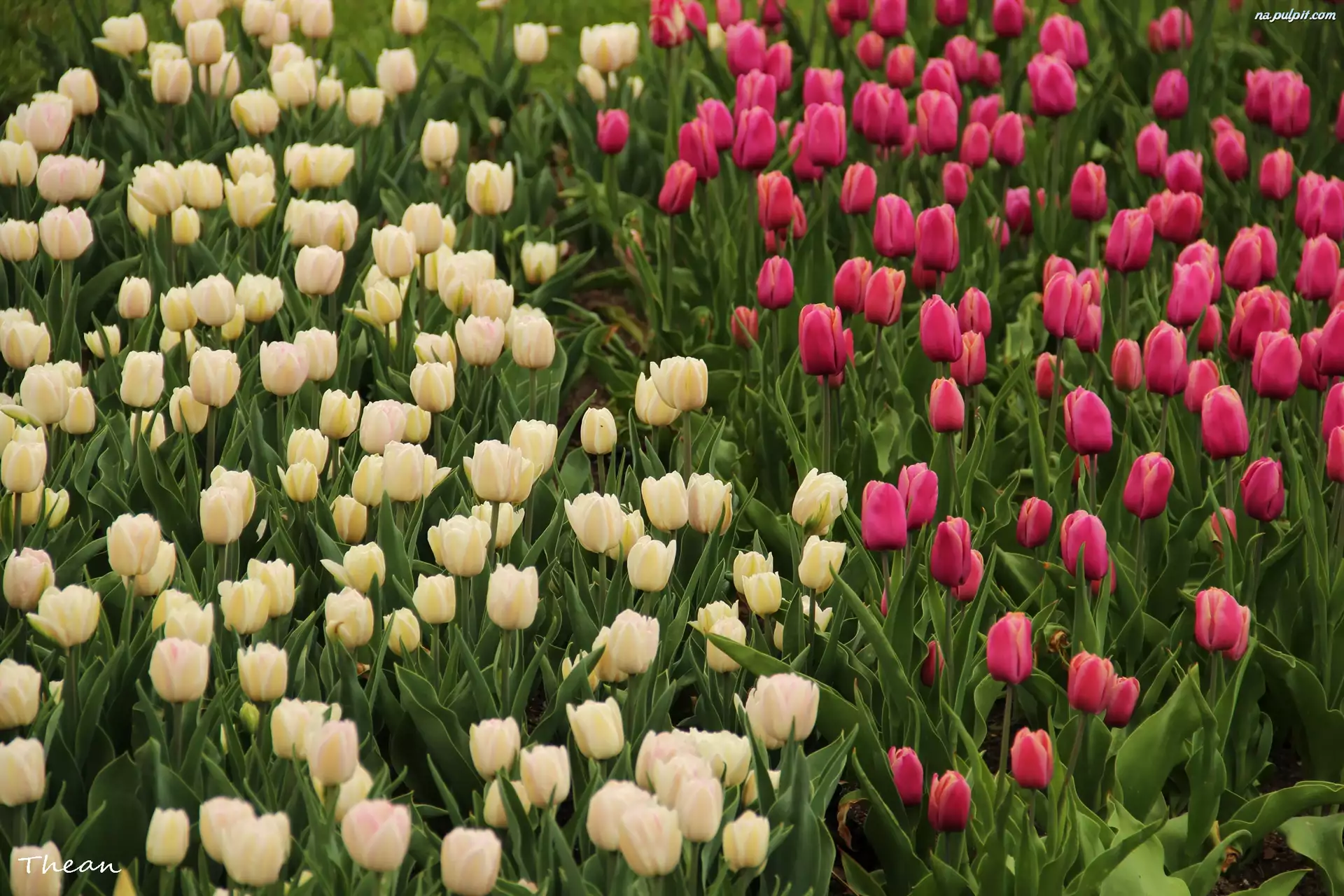 Tulipany, Białe, Różowe