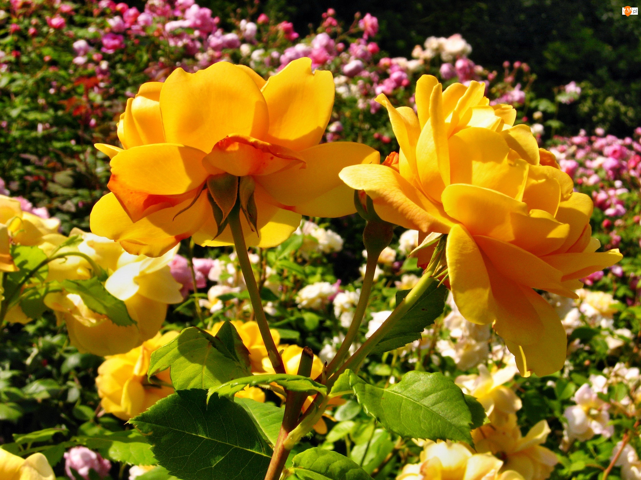 Ogród, Żółte, Róże