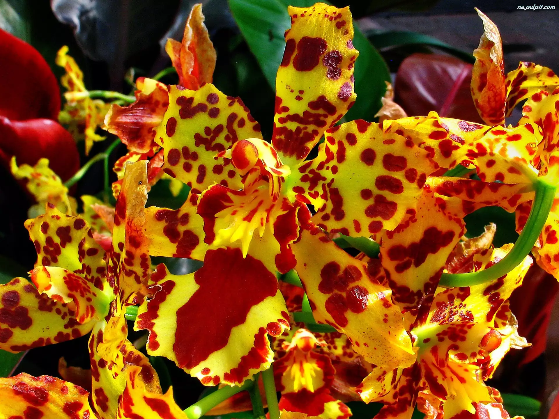 Orchidea, Żółto, Czerwona
