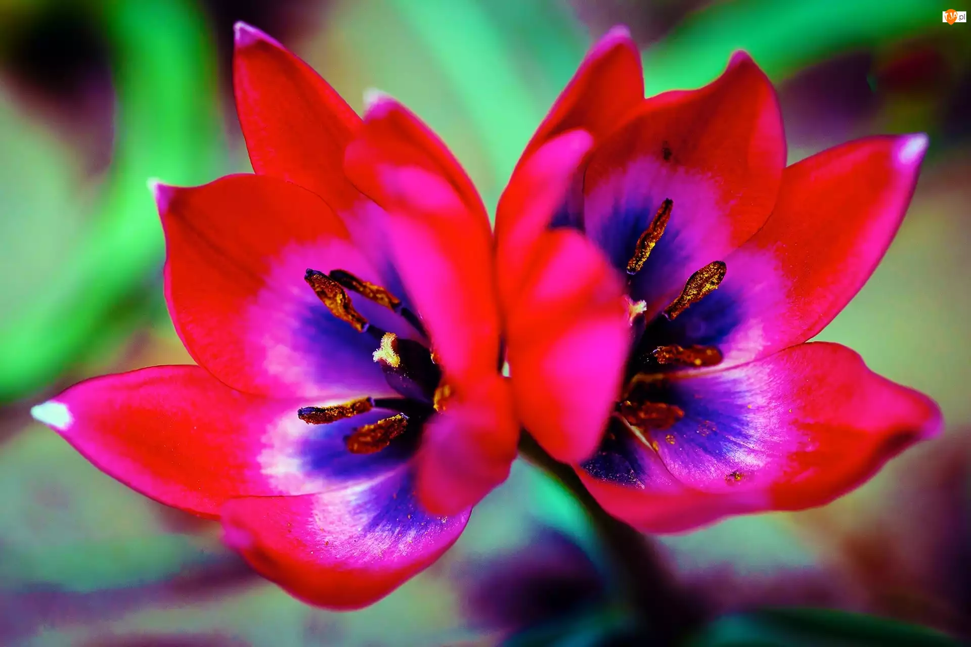 Podwójny, Pręciki, Kwiat, Tulipan